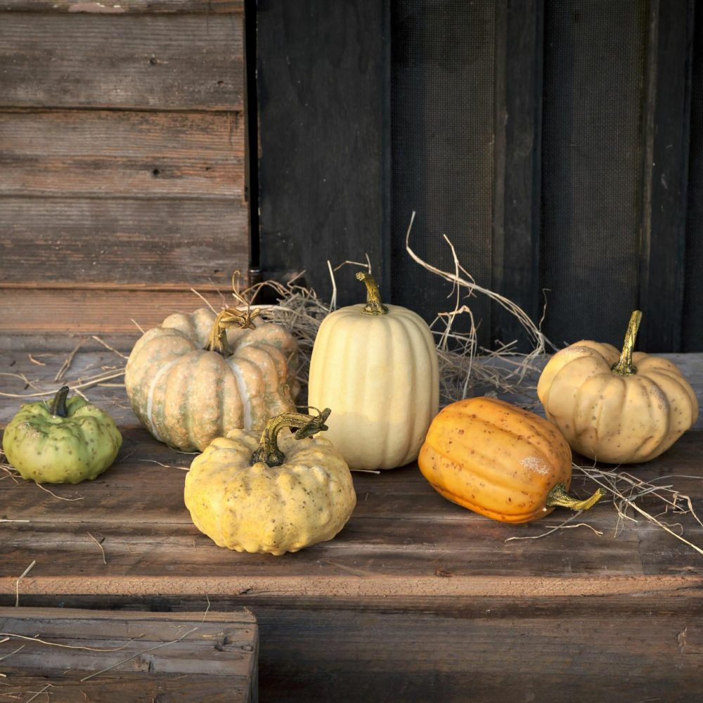 Decorative Objects |  Miniature Pumpkins (Set Of 6) Decorative Objects Decorative Objects